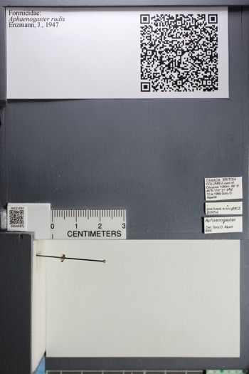 Media type: image;   Entomology 544871